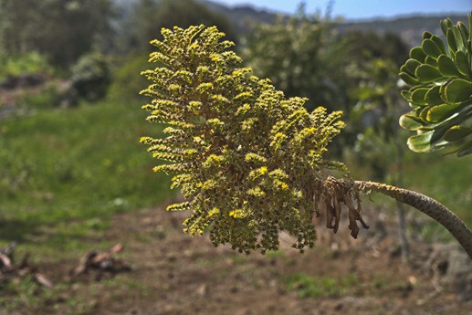 25 marzo La Cueva del Viento